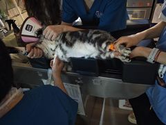 -御宝贝·A梦猫科宠物医院(国际猫友好医院)
