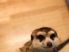 -平行世界·猫咖(首经贸店)