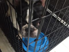 -多卡布奇宠物生活馆(上林世家店)