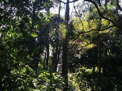 -广东惠东海龟国家级自然保护区