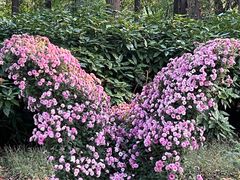 -上海共青森林公园