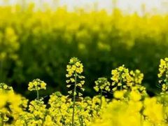 -兰陵国家农业公园