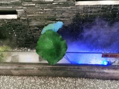 -大榕树下顺德菜(融创茂店)