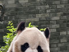 -都江堰中华大熊猫苑