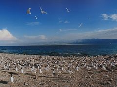 -青海湖国家重点风景名胜区