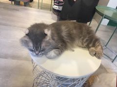 -猫儿山۰猫主题餐厅