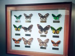 -上海昆虫博物馆