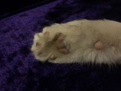 android_upload_pic-Sirena海妖日咖夜酒