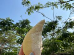 榴莲-三亚新鸿港水果一级批发市场