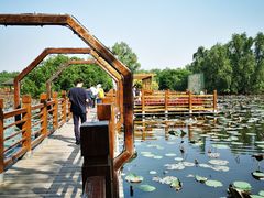 -大湾区中央湿地公园