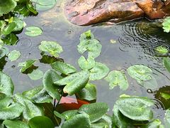 -南宁荔园维景国际酒店·荔园中餐厅