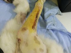 -瑞鹏宠物医院·爱宠堂·骨外专科(西荷分院)