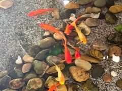 -悦隆酒店-中餐厅