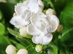 茉莉花-盒马鲜生(丁香国际店)