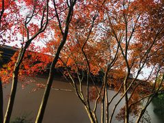 -秋霞圃