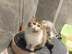 -阮大兴糕团(滨江宝龙店)