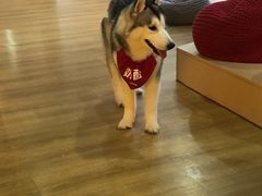 -Husky Go! 哈士奇体验馆·宠物咖啡厅狗咖