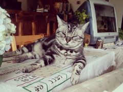 android_upload_pic-海边的猫和咖啡馆