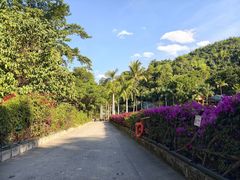 -西双版纳原始森林公园