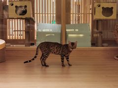 -猫腻·猫咖·撸猫馆(星光大道店)