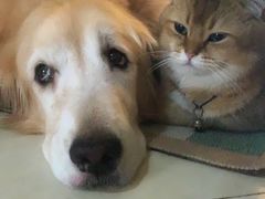 -北京博爱动物医院有限公司