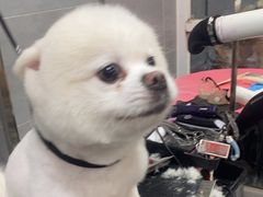 -宠福鑫康馨动物医院·骨科·眼科