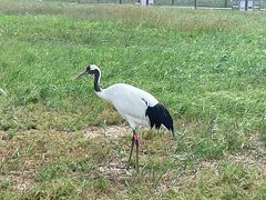 -盐城丹顶鹤湿地生态旅游区