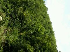 -广东茂名森林公园