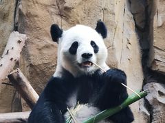 -成都动物园