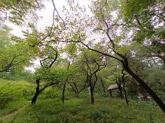 -香山公园