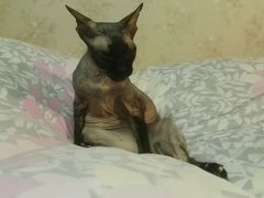 -北京观赏动物医院·24小时大型综合·猫专科·异宠专科