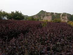 -紫海香堤香草艺术庄园
