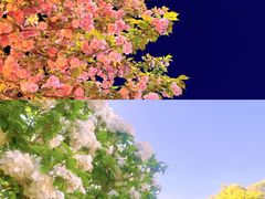 -上海滨江森林公园