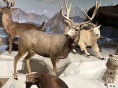 -陕西自然博物馆