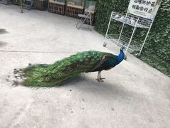 -史努比缤纷世界