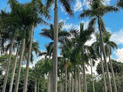-中国科学院西双版纳热带植物园
