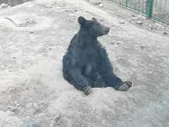 -新疆天山野生动物园