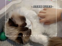 -爪爪喵星球·猫舍(前海卓越店)