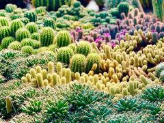 -深圳仙湖植物园