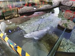 -野山舂·贵州现舂酸汤火锅(鸿通城店)