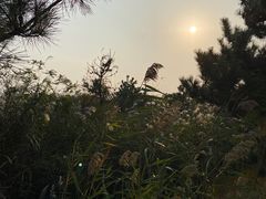 -日照海滨国家森林公园