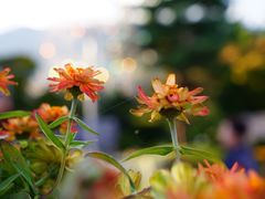 -河口湖八音盒之森美术馆