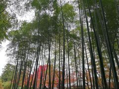 -天龙寺