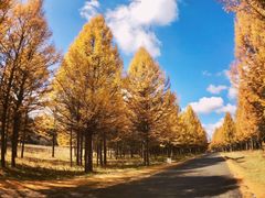 -塞罕坝国家级自然保护区