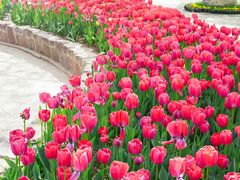 -洛阳郁金香牡丹园