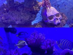 -烟台海昌鲸鲨海洋公园