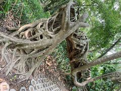 -中国科学院西双版纳热带植物园