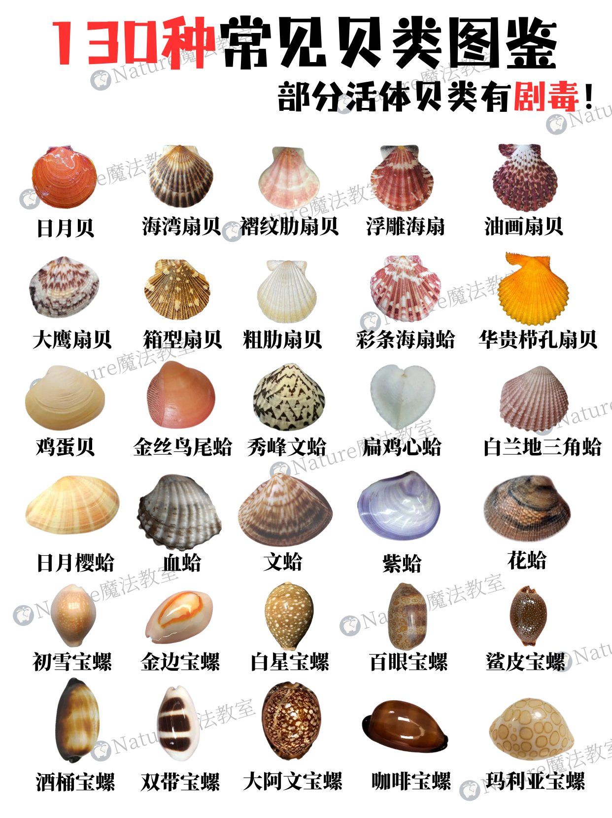 130种海边常见的贝类图鉴📚