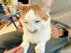 -平行世界·猫咖(首经贸店)