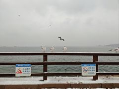 -八大关景区